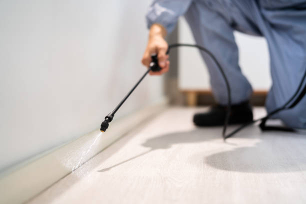 Licensed Wasp Removal service in Canton, IL - Show Me Pest Control