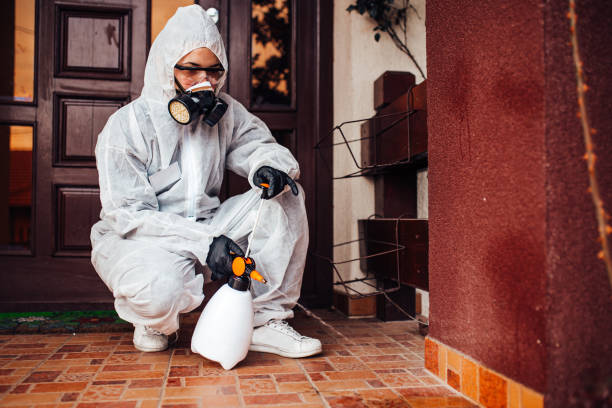 Reliable Wasp Removal contractor in Canton, IL by Show Me Pest Control